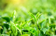 Epigallokatexin gallat (EGCG)